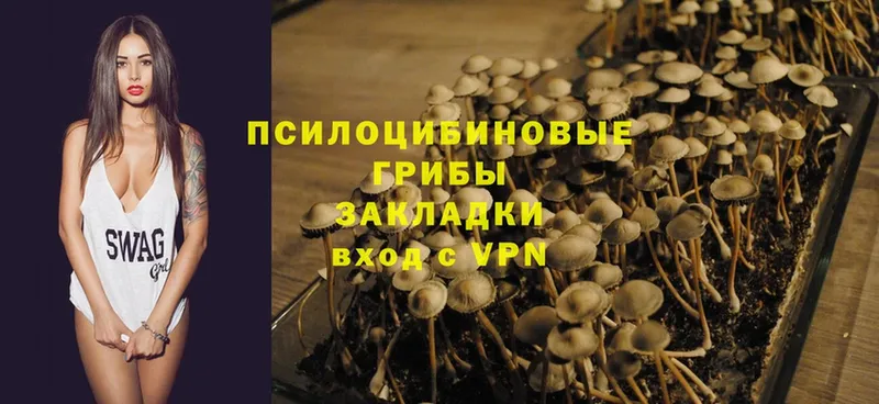 Псилоцибиновые грибы Psilocybe  Лыткарино 